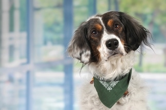 Porträtfoto eines Mitarbeiters der GVG